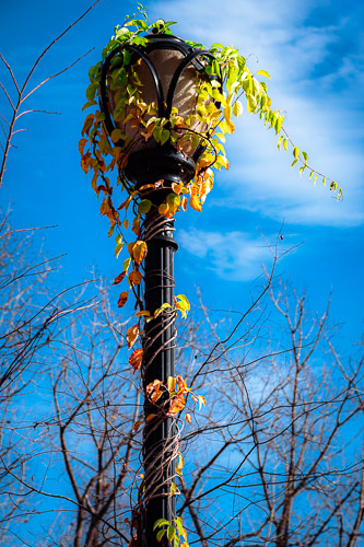 Green Island, NY - Nov 2024